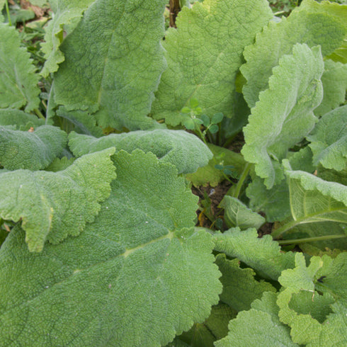 Clary Sage
